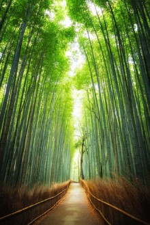 Εικόνα της Pathway through the bamboo grove Kyoto