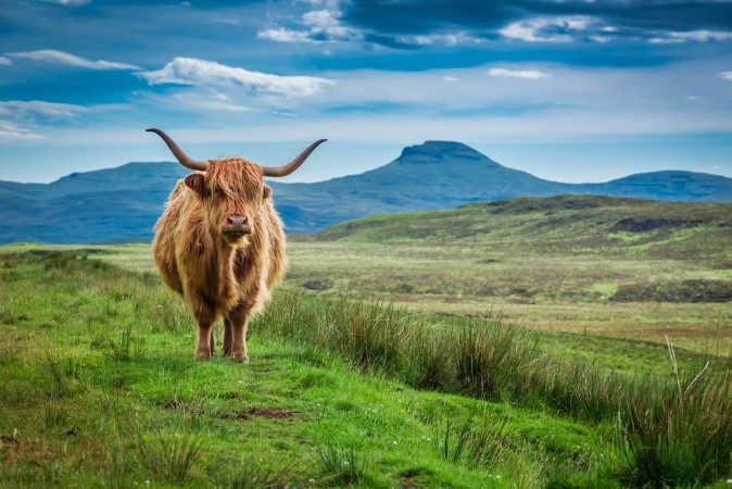Attēls Grazing highland cow in Isle of Skye in Scotland