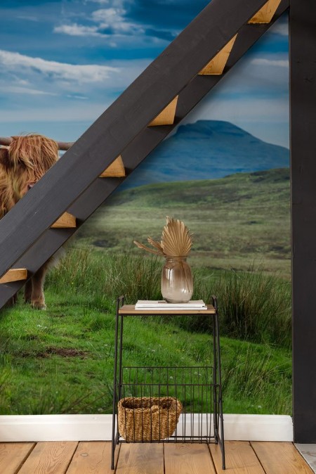 Attēls Grazing highland cow in Isle of Skye in Scotland