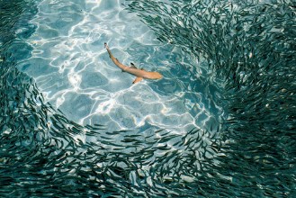 Image de Hunting reef shark glides through shoal of fish looking for the weak link
