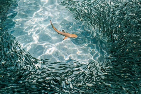 Picture of Hunting reef shark glides through shoal of fish looking for the weak link