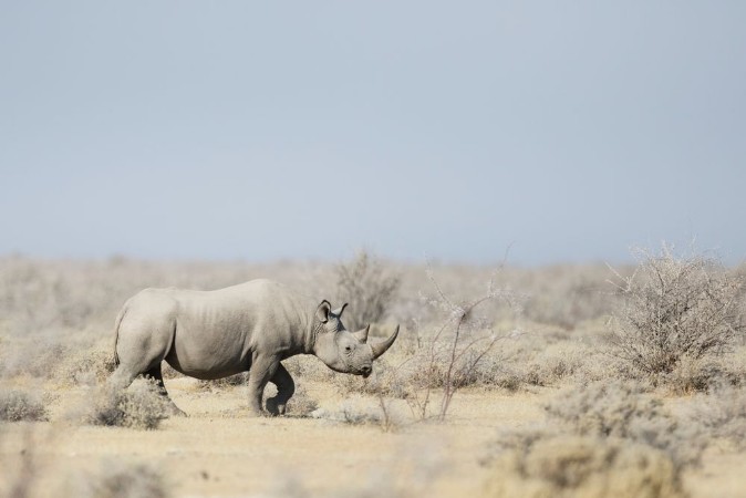 Picture of Black Rhino walking through the veldt