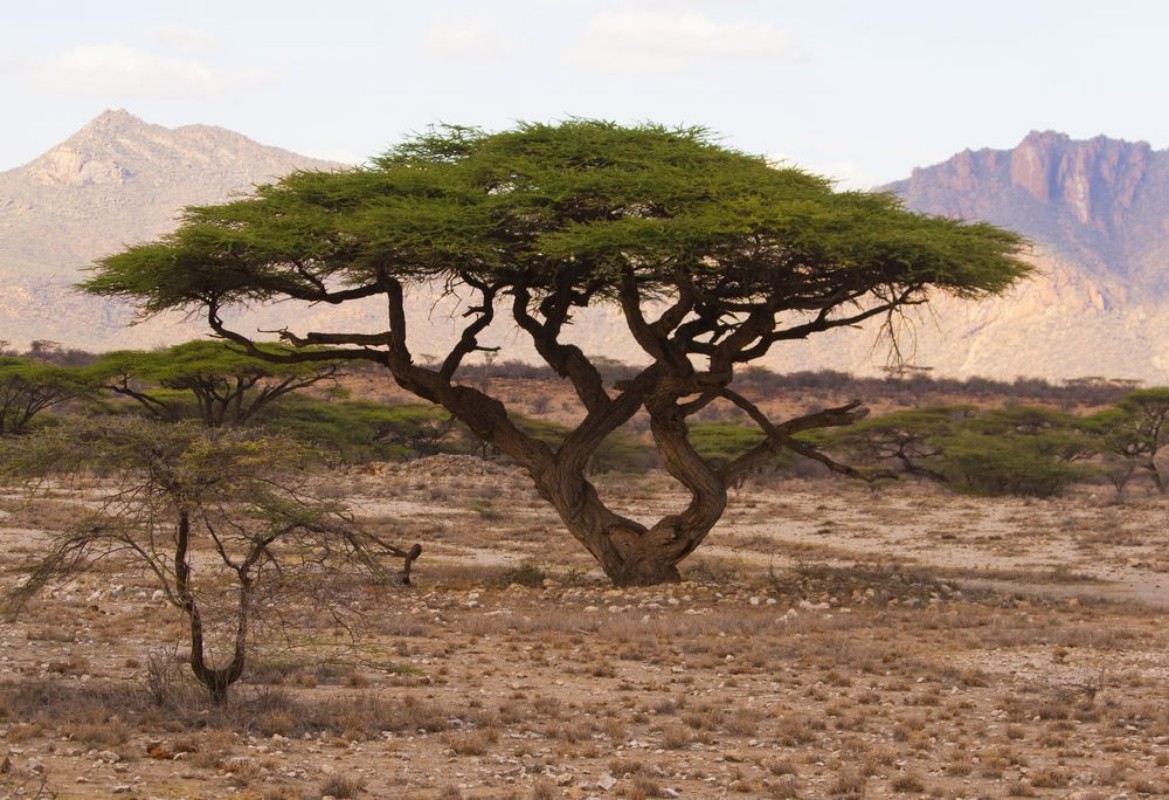 Picture of Savannah national Park Kenya Africa