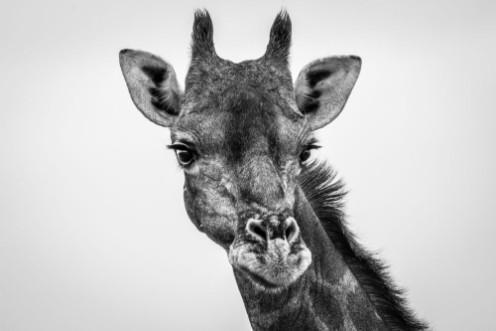 Picture of Giraffe looking at the camera in black and white