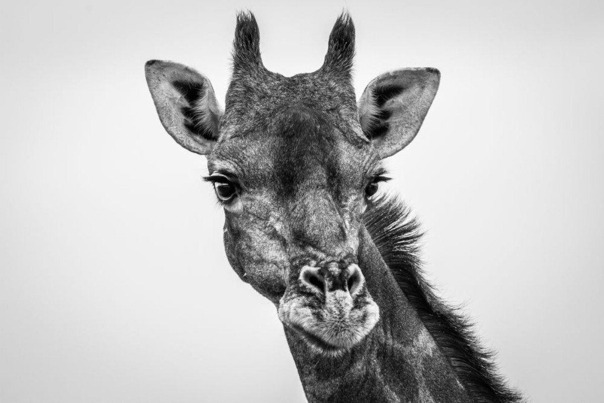 Picture of Giraffe looking at the camera in black and white