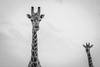 Picture of Giraffe looking at the camera in black and white