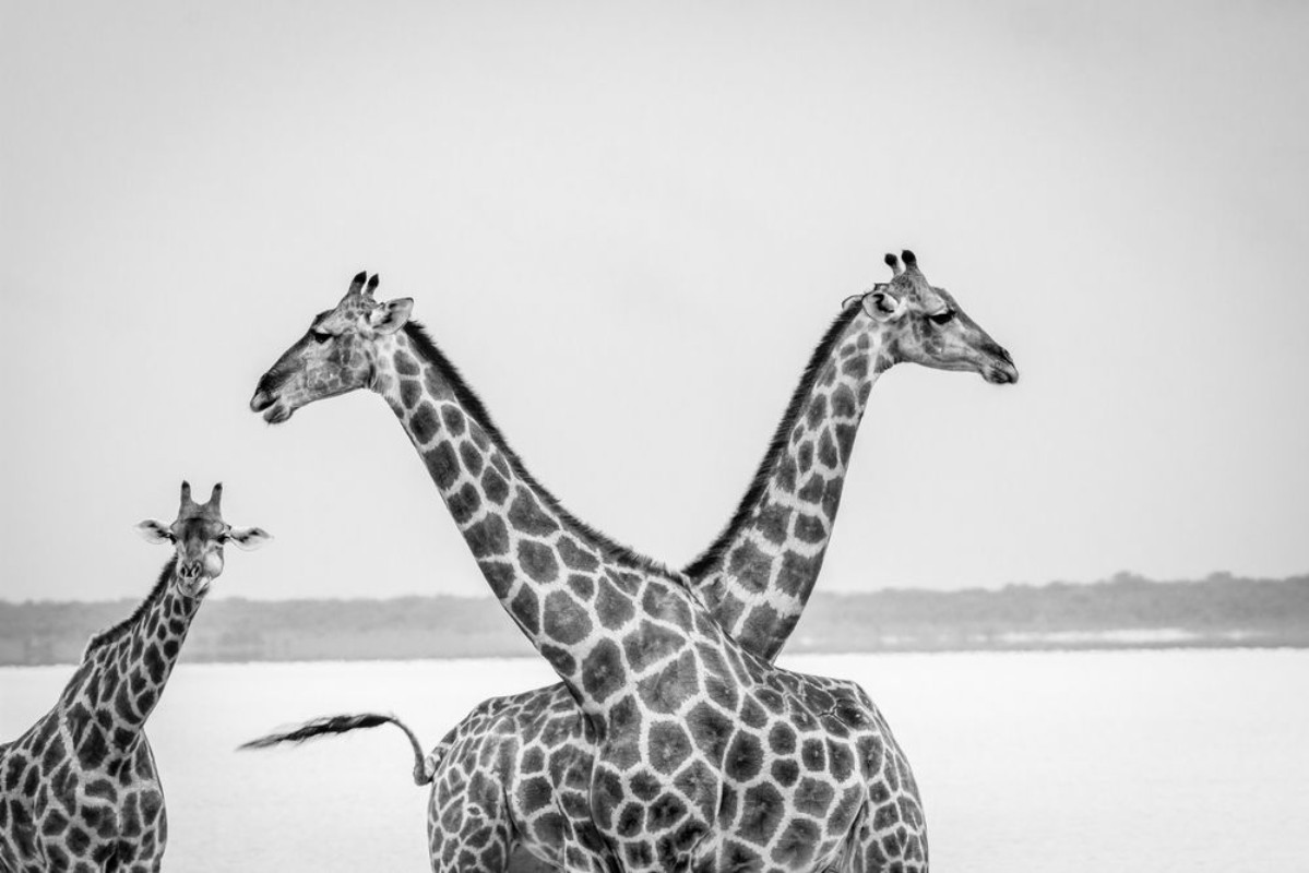 Picture of Two Giraffes crossing their neck