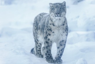 Image de Snow leopard