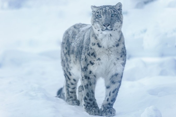 Image de Snow leopard