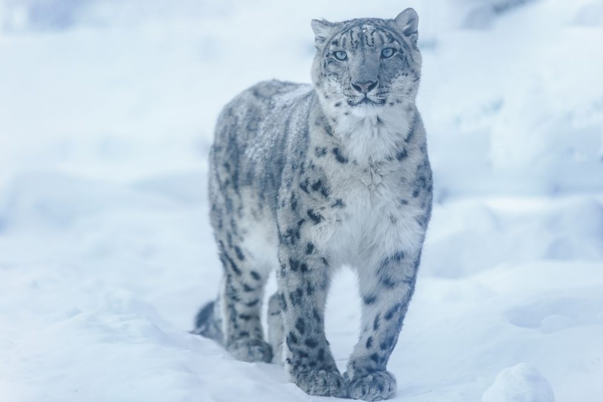 Image de Snow leopard