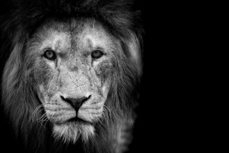 Bild von Black and White Lion