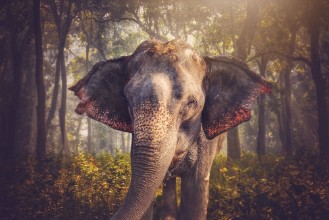 Ritratt ta’ Elephants in Chitwan