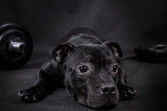 Obrázok z Dog