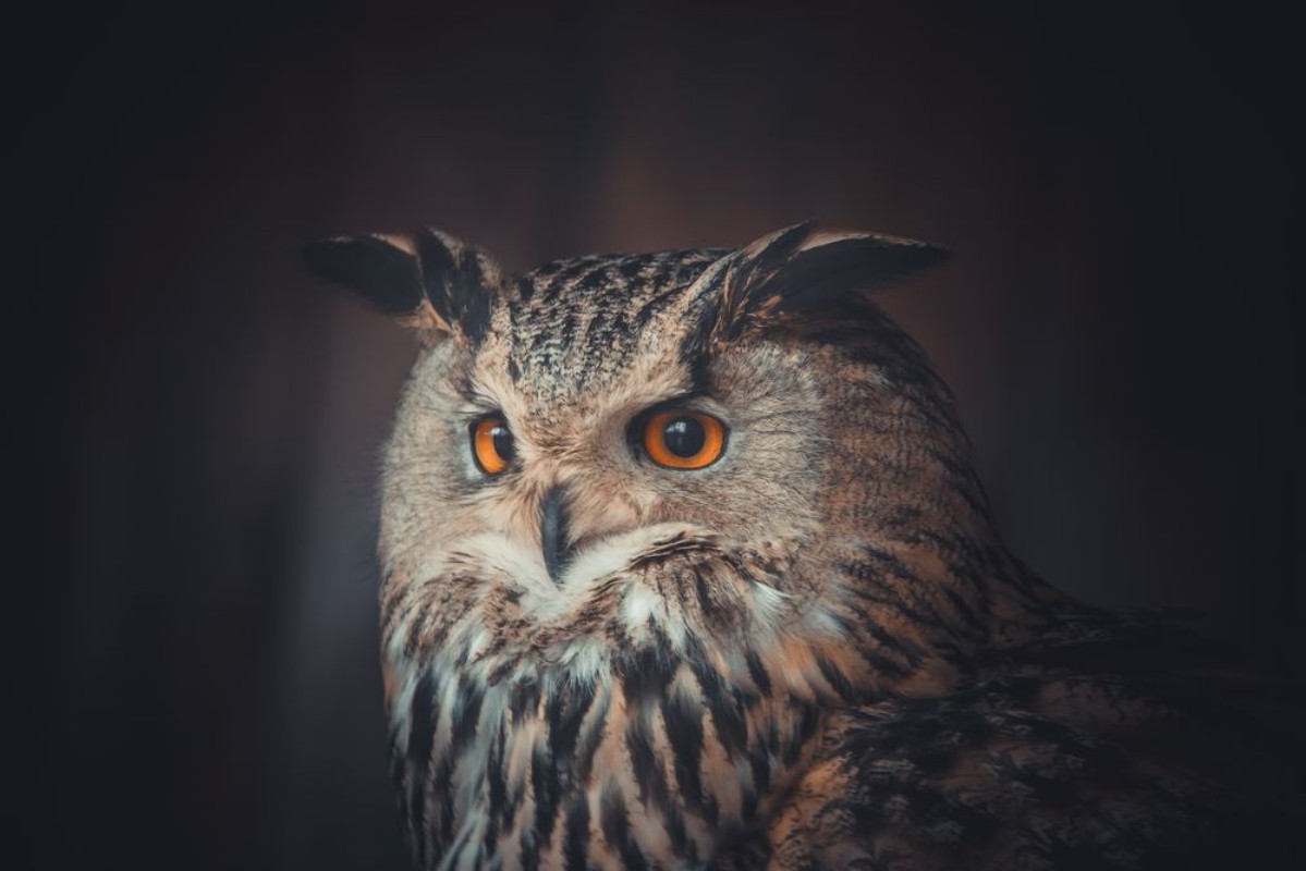 Picture of Eagle owl
