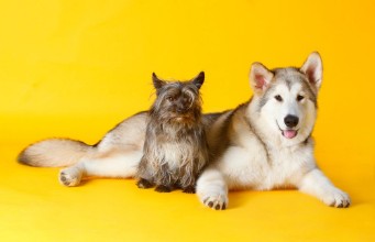 Afbeeldingen van Dog friends take a pic