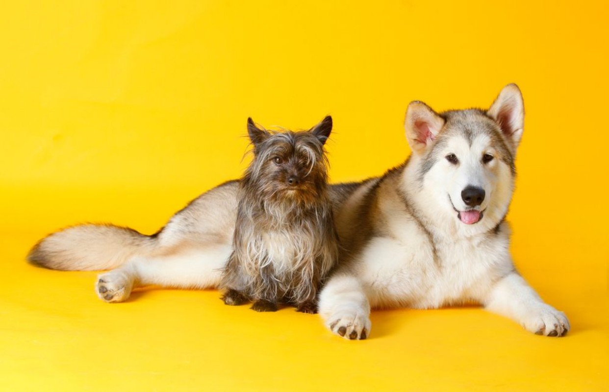 Image de Dog friends take a pic