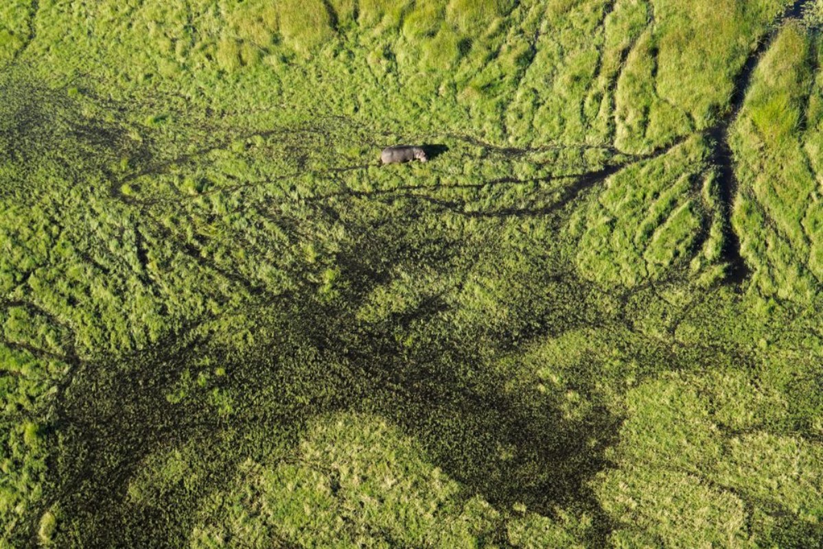 Afbeeldingen van Aerial View of Hippo in the Okavango Delta