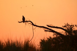 Pilt Fish Eagle Sunset in the Okavango Delta