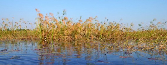 Image de Okavango Delta