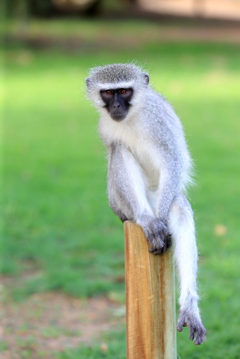Picture of Relaxing Vervet Monkey