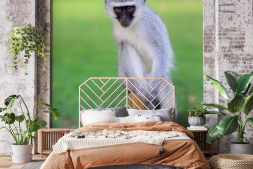 Afbeeldingen van Relaxing Vervet Monkey
