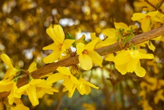 Image de Forsythia