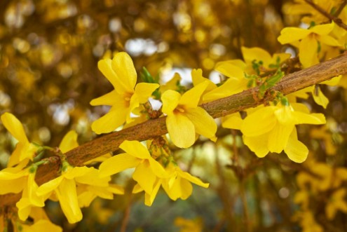 Slika Forsythia