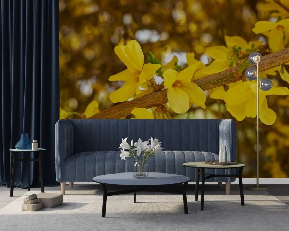 Picture of Forsythia