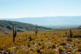 Image de Cardon Cactus - Argentina