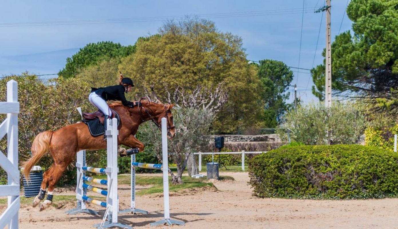 Afbeeldingen van Equitation saut dobstacles comptition