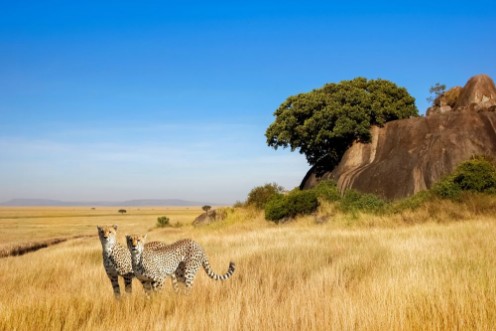 Afbeeldingen van A group of cheetahs in the savanna in the national park of Africa
