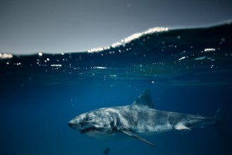 Bild vun Great White Shark