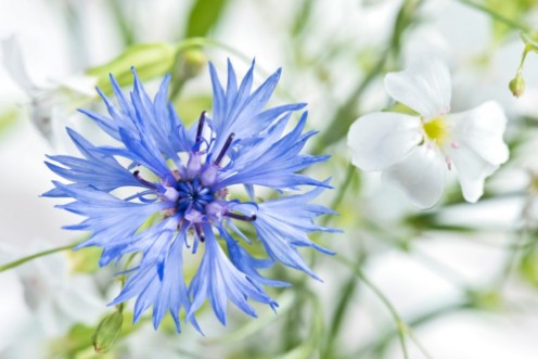 Picture of Blumen mit Dekoration