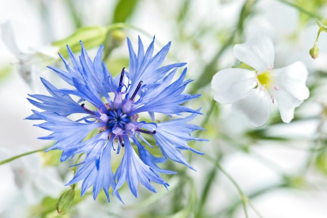 Image de Blumen mit Dekoration