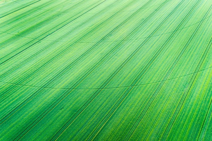 Picture of Green wheat field