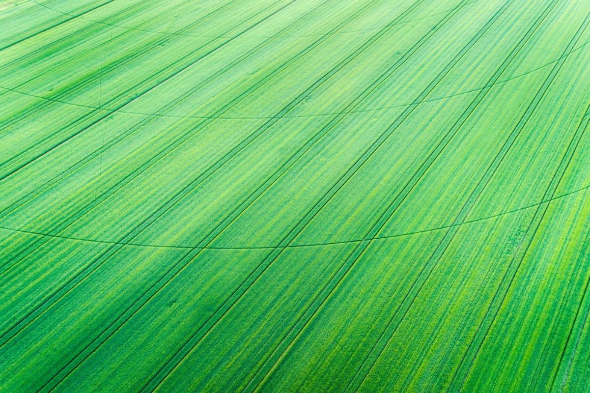 Picture of Green wheat field