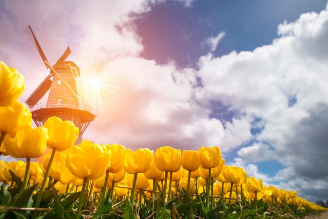 Image de Landscape with tulips traditional dutch windmills and houses near the canal in Zaanse Schans Netherlands Europe