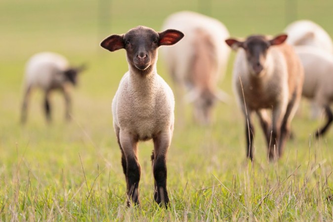 Afbeeldingen van Lambo