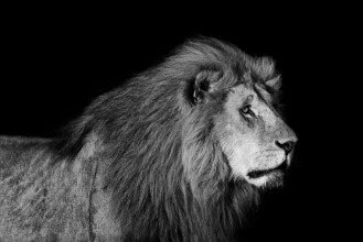 Image de Portrait of big Lion Romeo 2 of Double Cross Pride in Masai Mara with black background