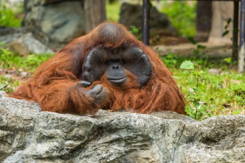 Afbeeldingen van Bored Orangutan
