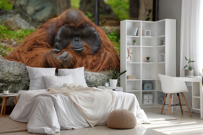 Picture of Bored Orangutan