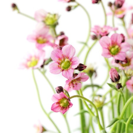 Image de Flowers on white background