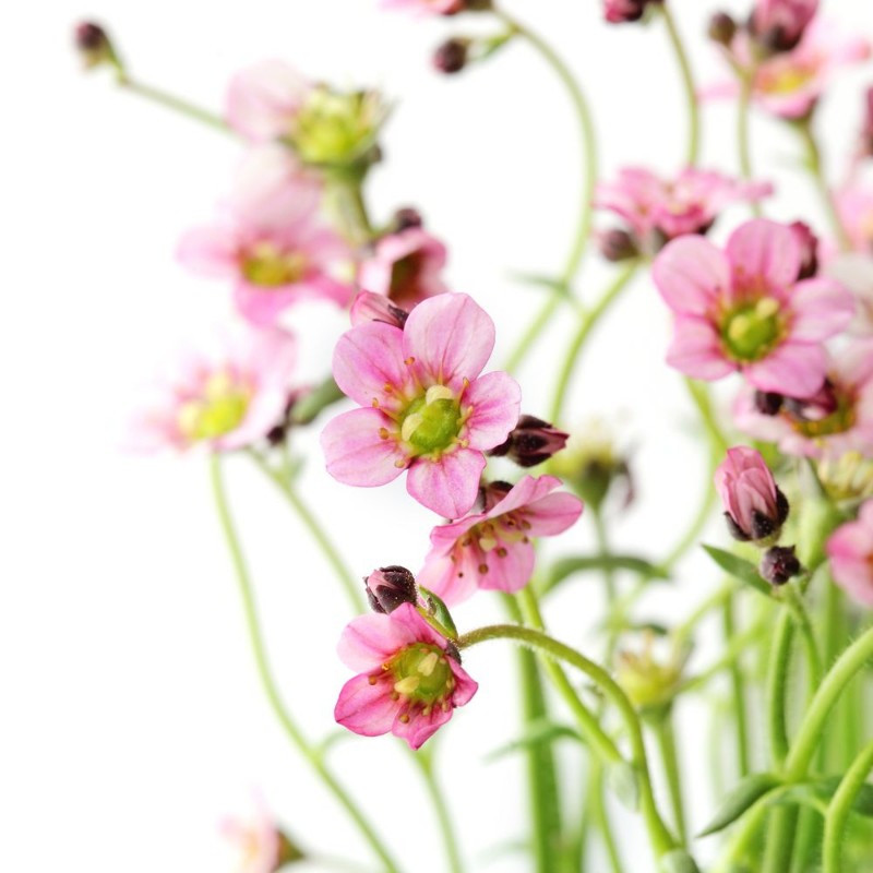 Picture of Flowers on white background