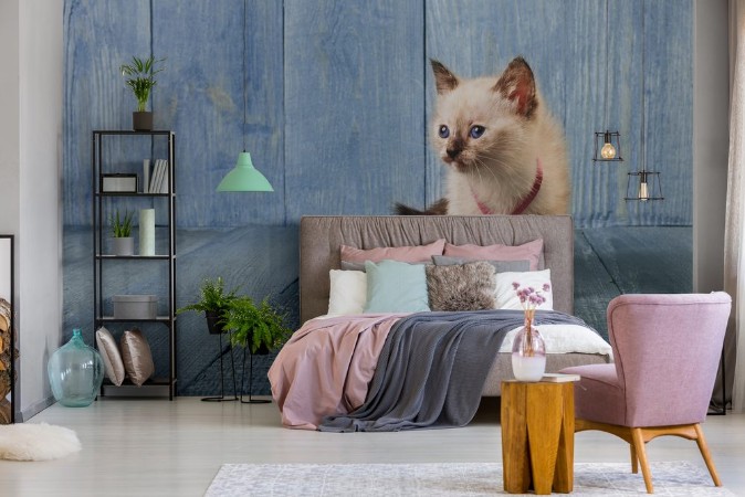 Afbeeldingen van White kitten at blue wood