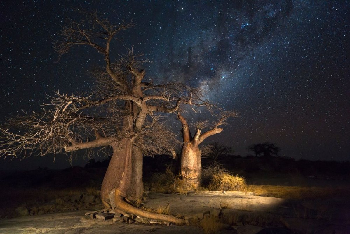 Picture of Baobab-puut Botswanassa