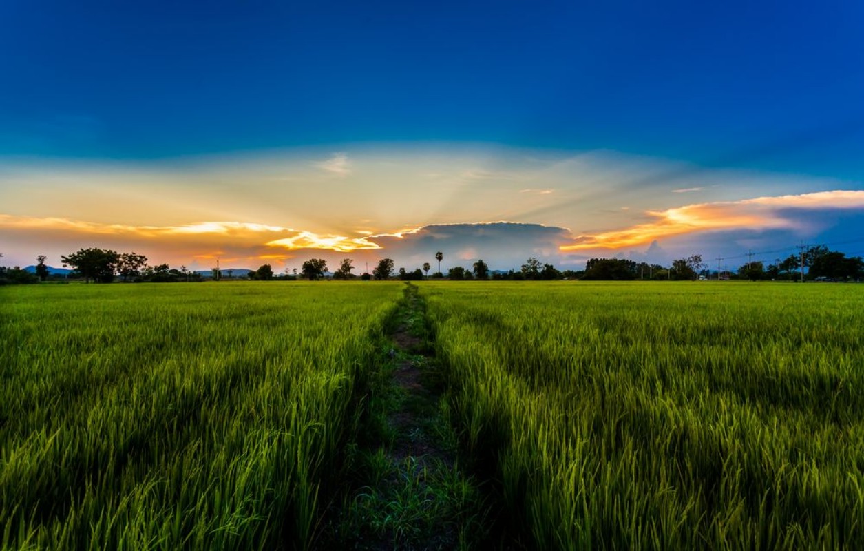 Picture of Rural Rice Field