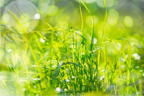 Afbeeldingen van Grass in Heaven