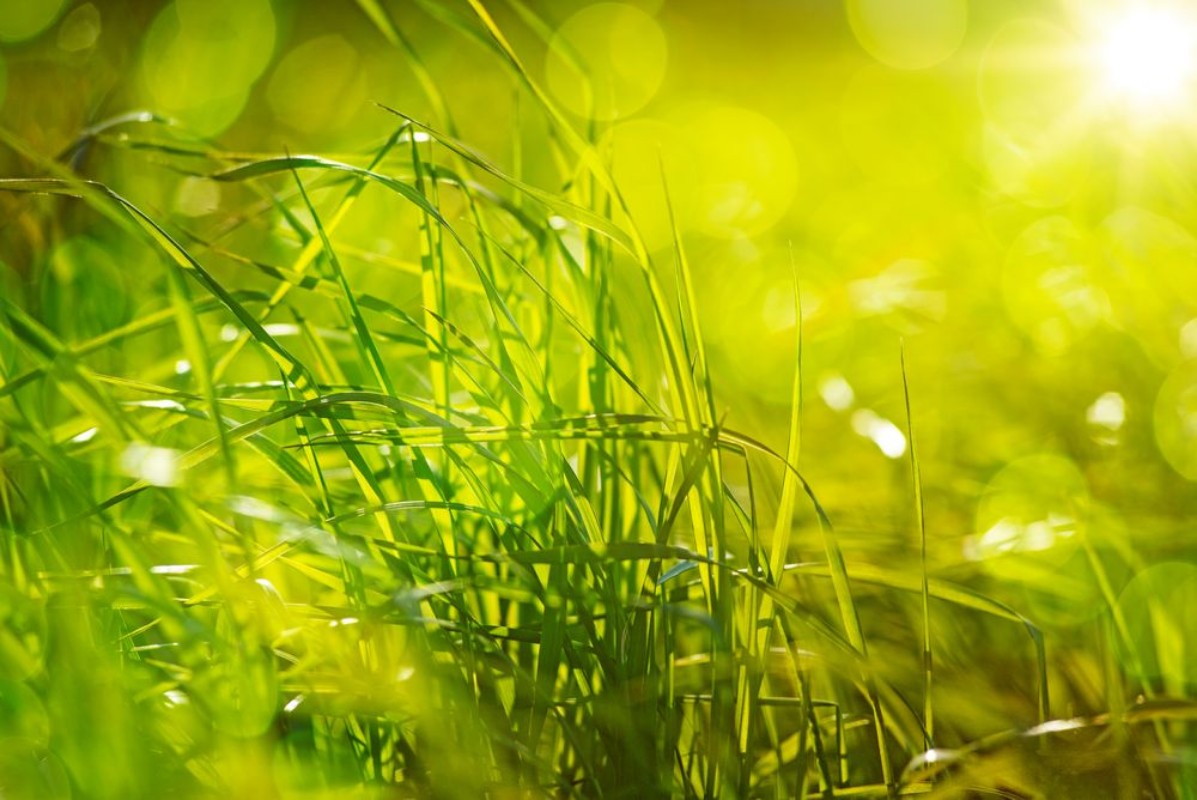 Image de Grass from Heaven