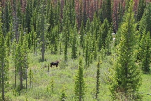 Picture of Feeding moose