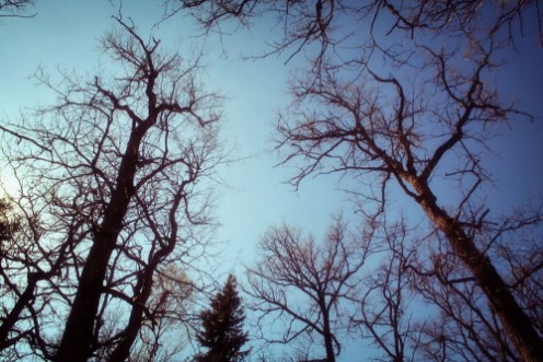 Picture of Tree branches silhouettes